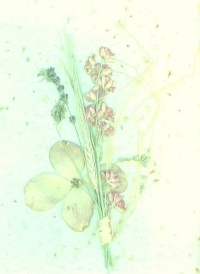 posy1.jpg (30039 bytes)